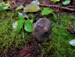 Image of Tephrocybe