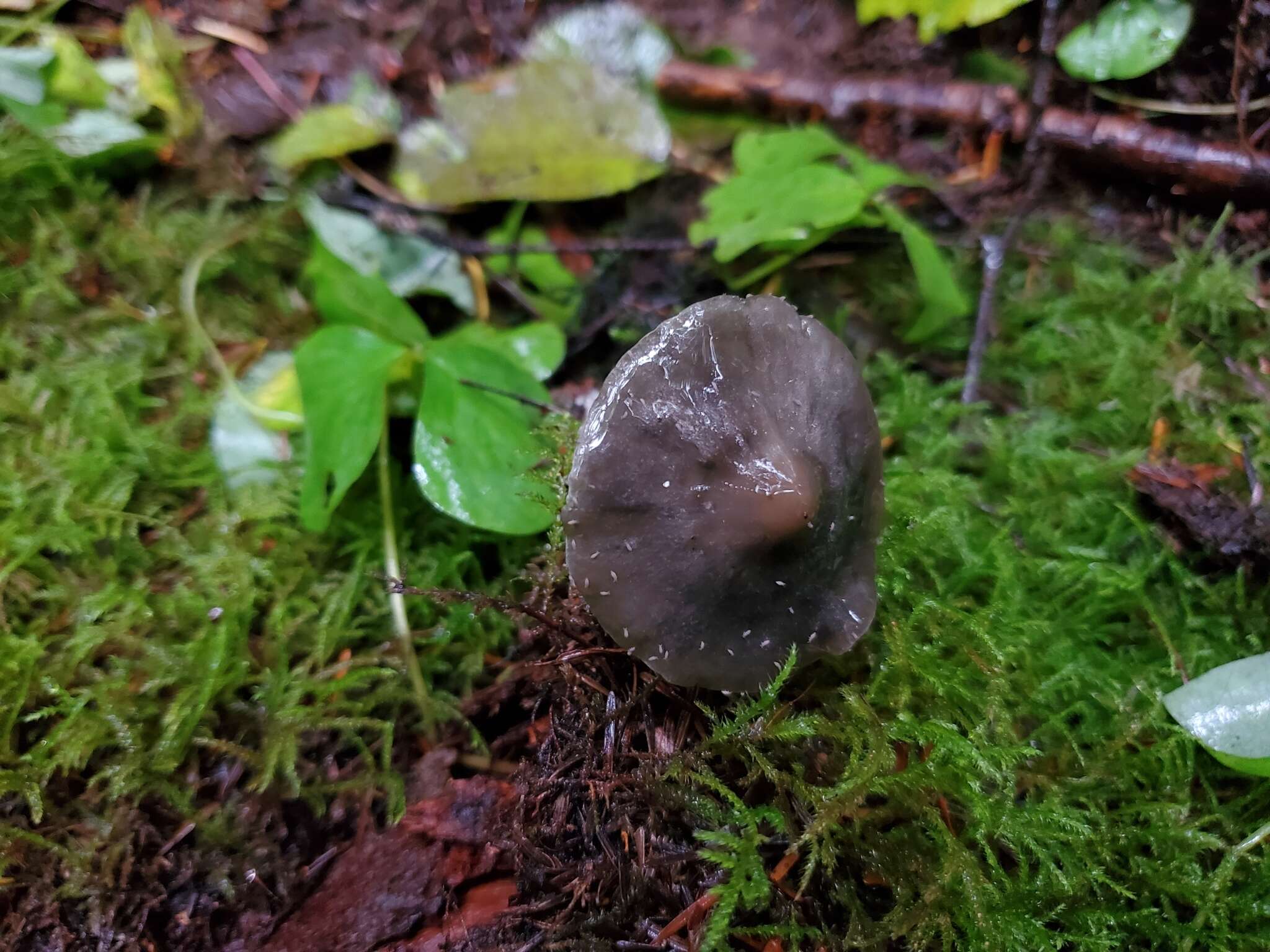 Tephrocybe resmi