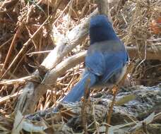 Image of Island Scrub Jay