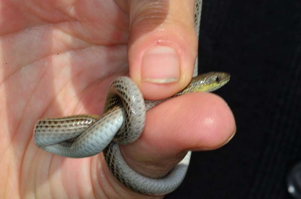 Image of Striped Legless Lizard