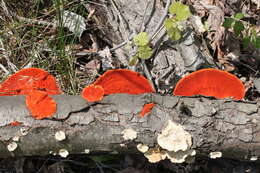 Image of Pycnoporus cinnabarinus (Jacq.) P. Karst. 1881