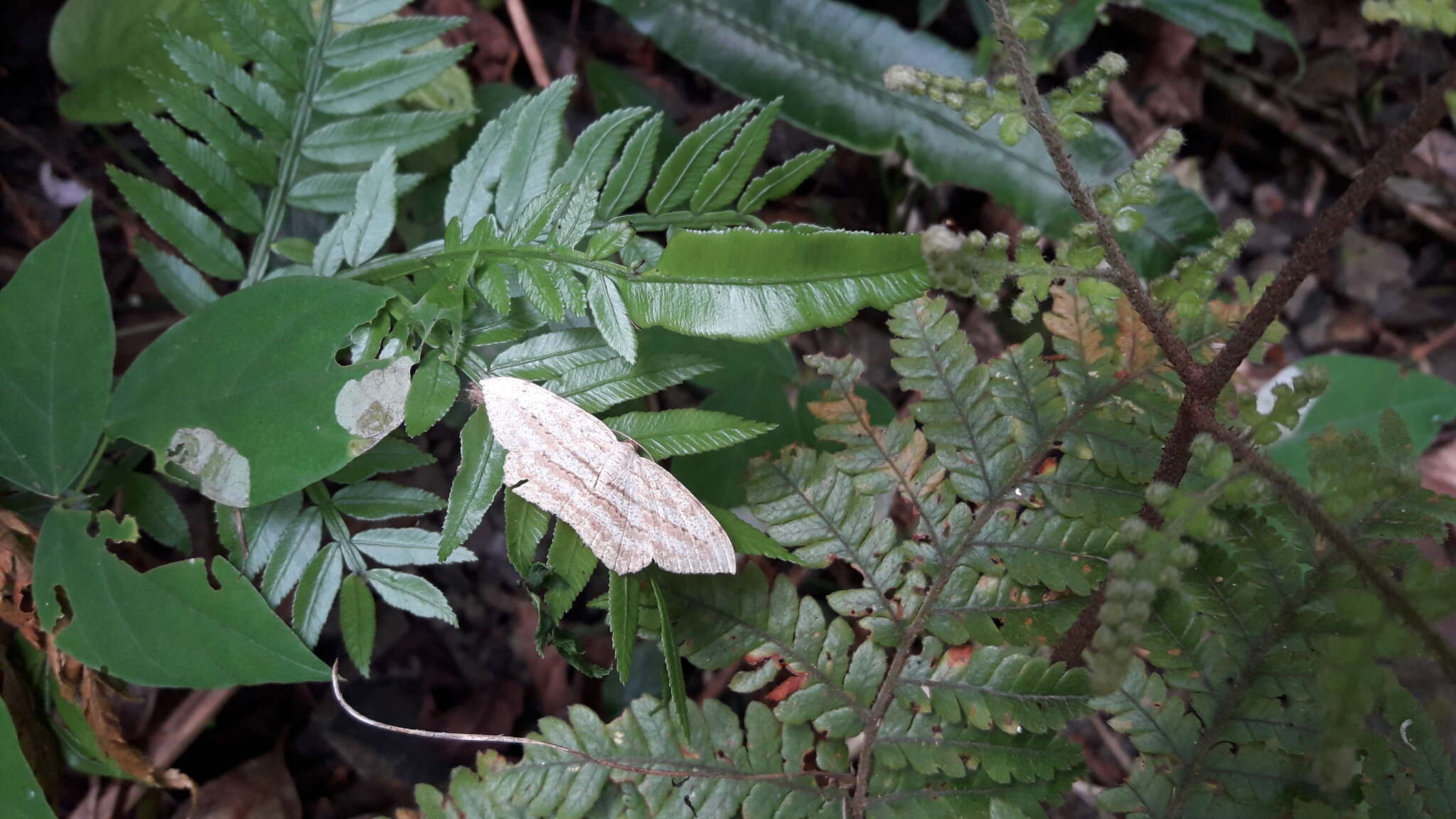 Image of <i>Calletaera obliquata</i>