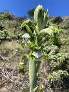 Imagem de Bipinnula fimbriata (Poepp.) I. M. Johnst.