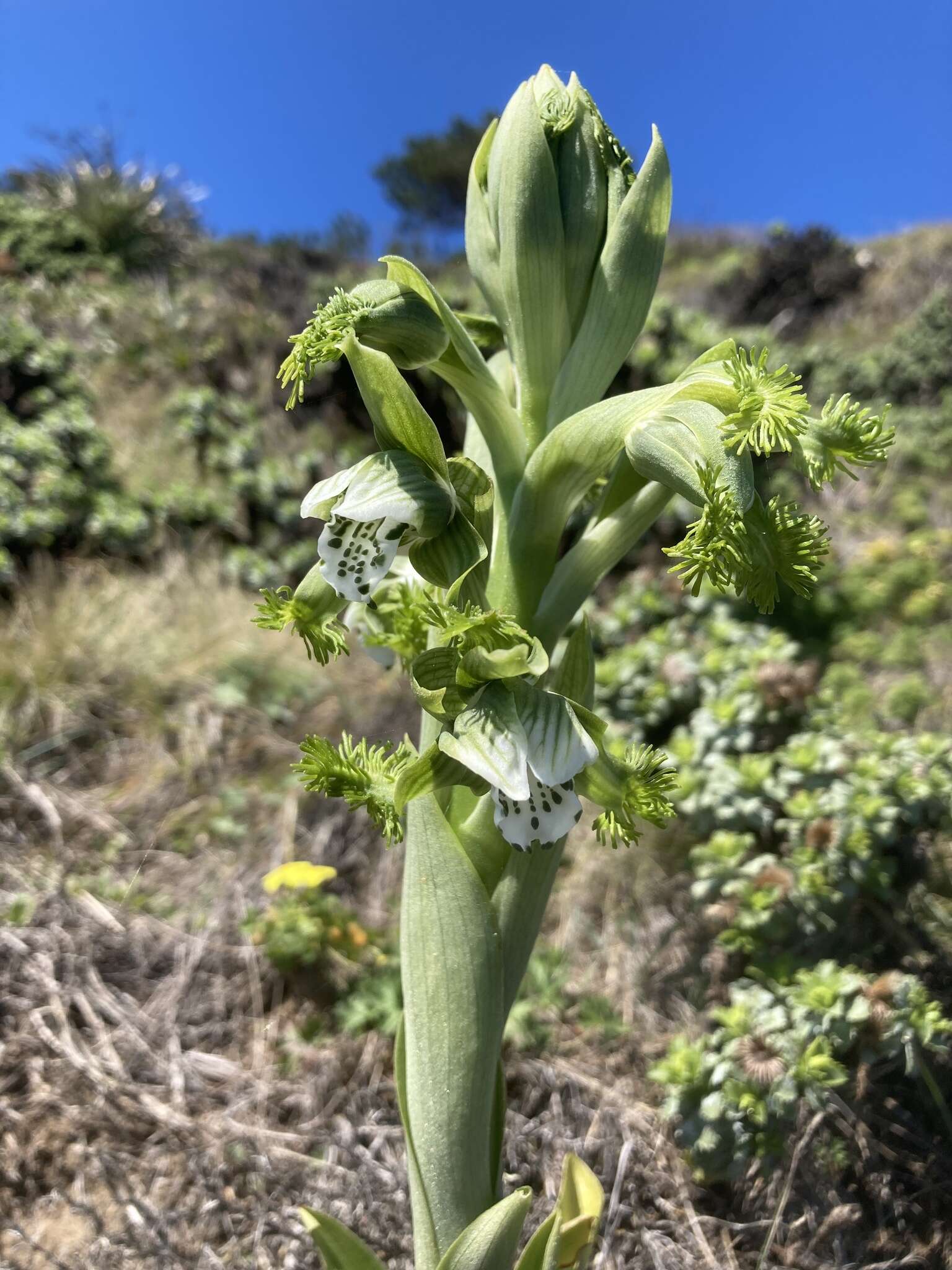 Bipinnula fimbriata (Poepp.) I. M. Johnst. resmi