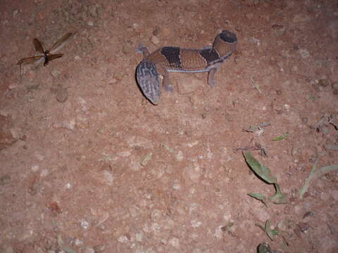 Image of Fat-tail Gecko