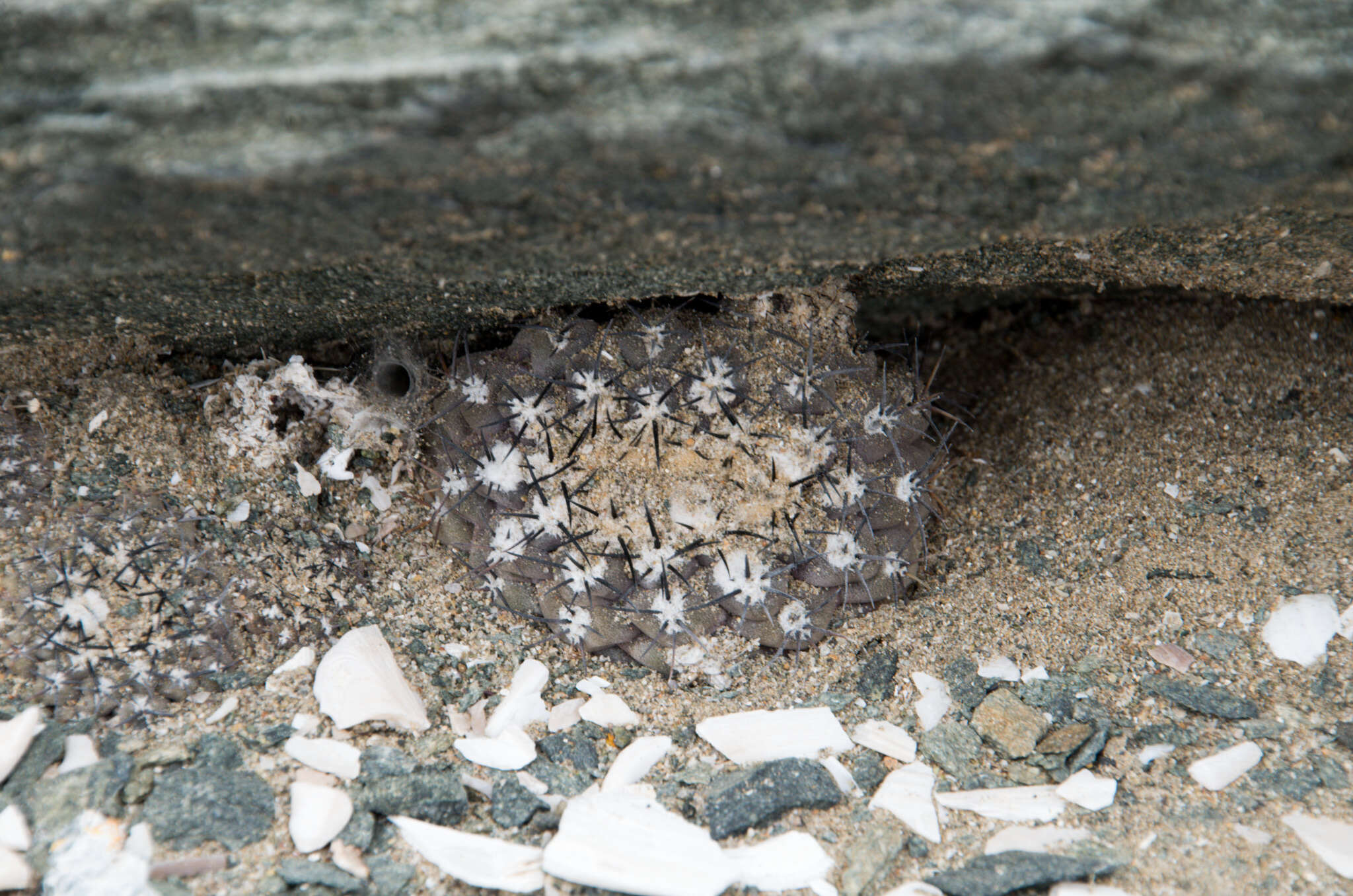 Image of Eriosyce napina subsp. tenebrica (F. Ritter) Ferryman