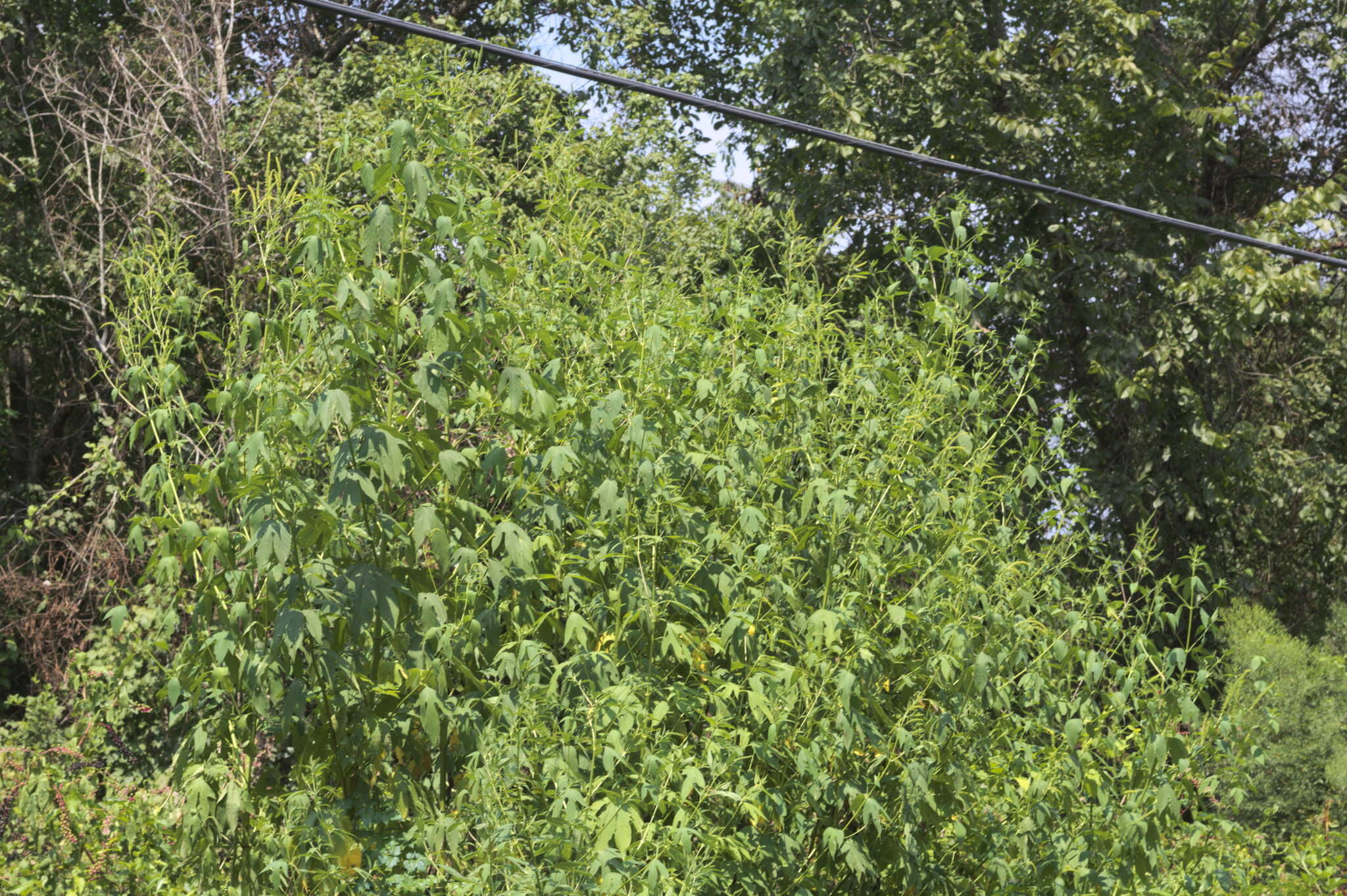 Image of Texan great ragweed