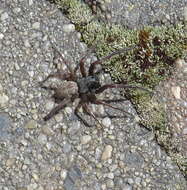 Image of Desid spider