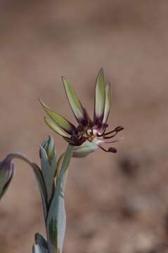 Image of Bird's tongue