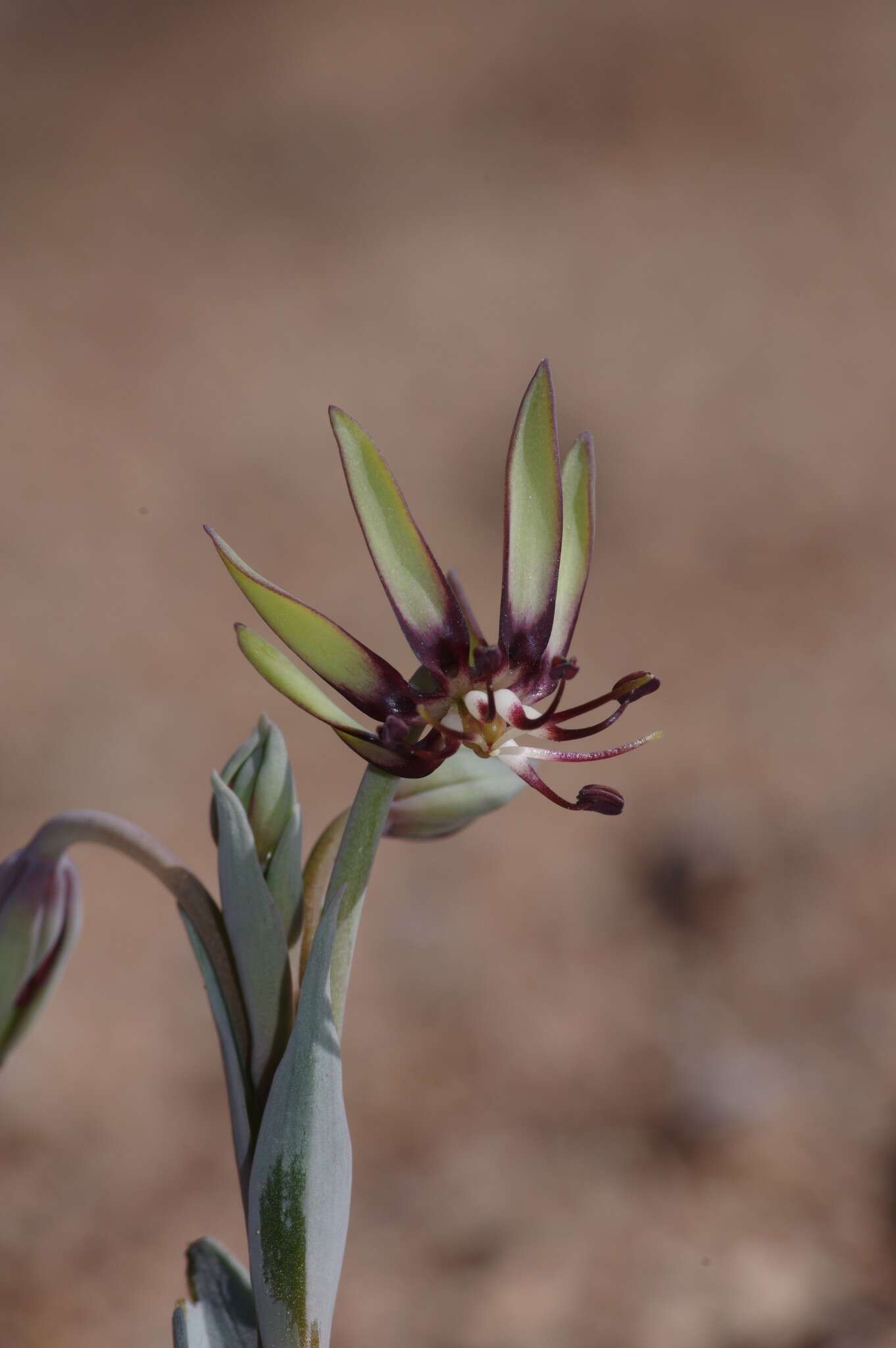 Image of Bird's tongue