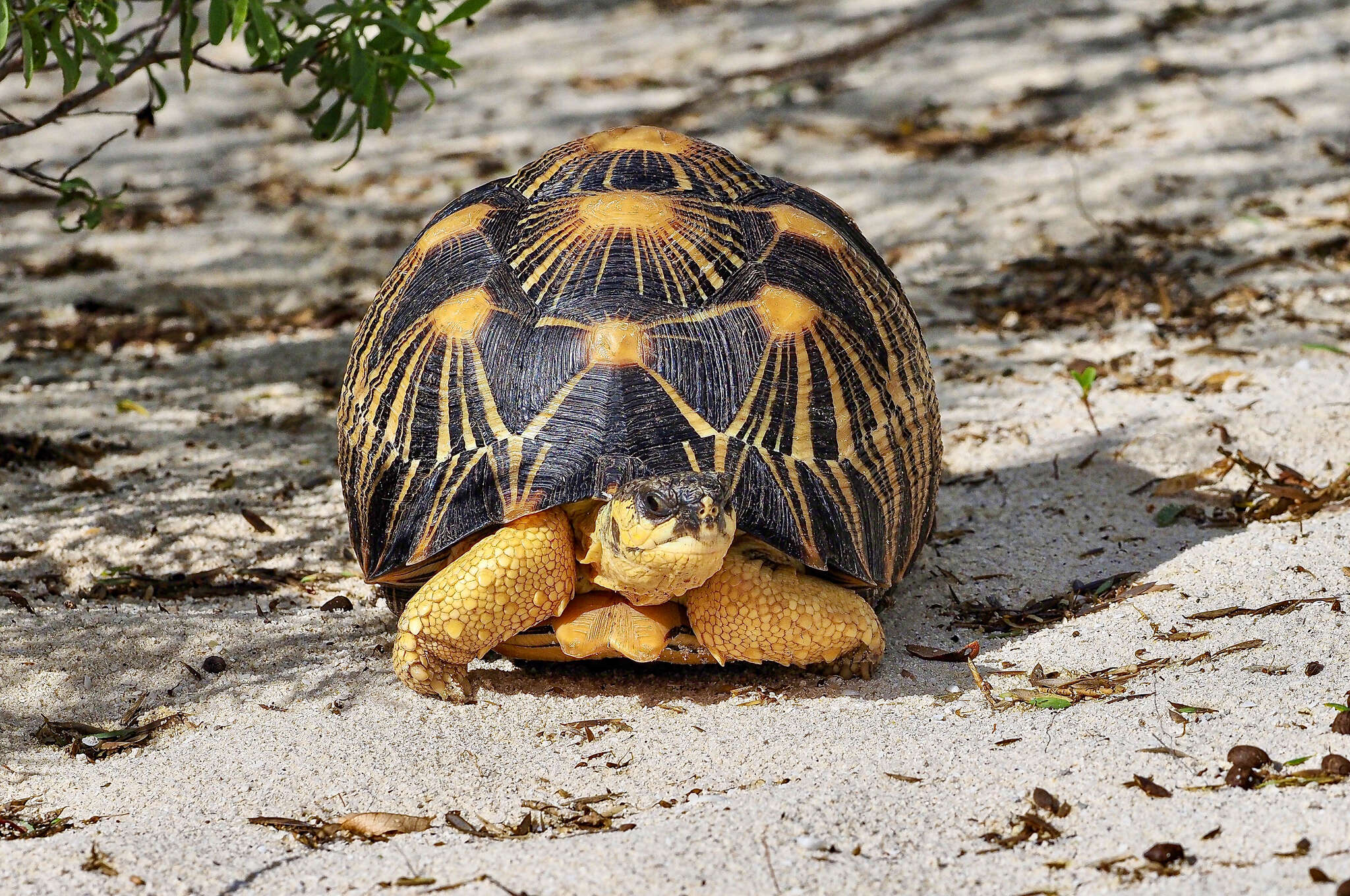 Imagem de Astrochelys radiata (Shaw 1802)