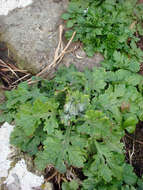 Image of Senecio radiolatus subsp. radiolatus