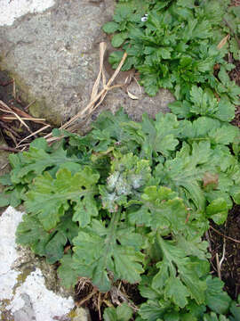 Plancia ëd Senecio radiolatus F. Müll.