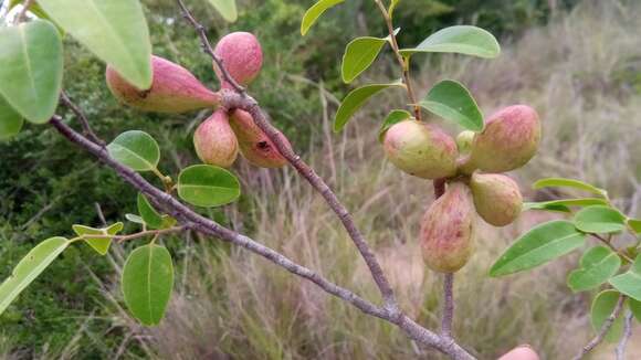 Xylopia bemarivensis Diels resmi