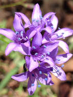 Image of California gilia