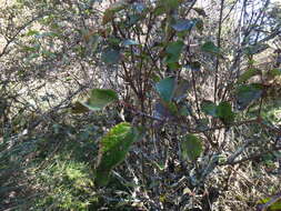 Image of Viburnum betulifolium Batalin