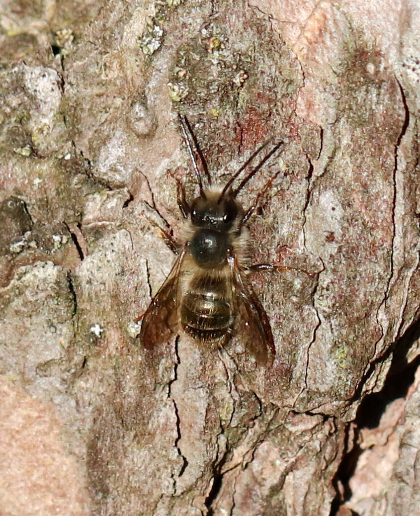 Image of Hornfaced Bee