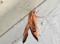 Image of Vine hawk moth