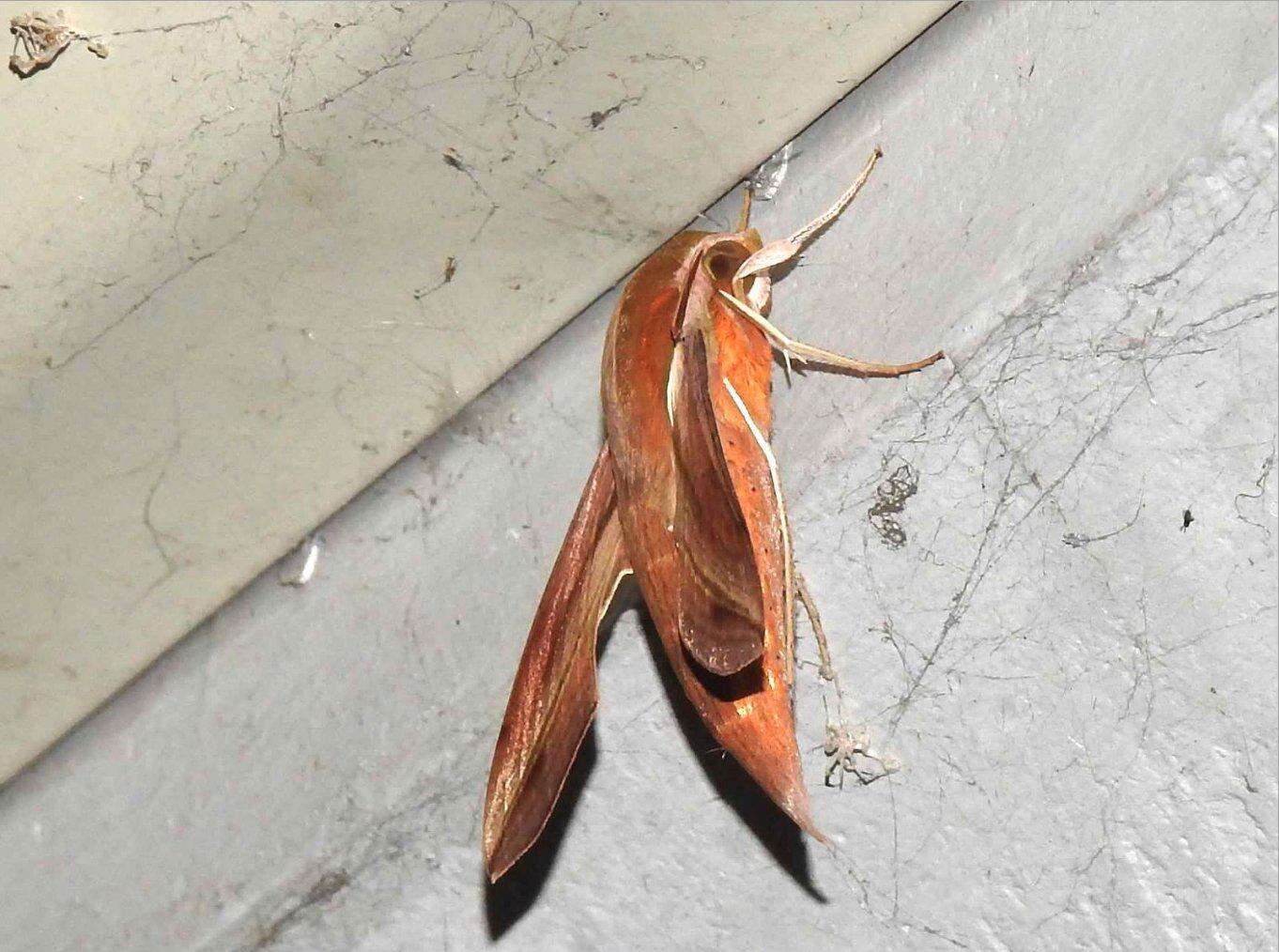 Image of Vine hawk moth