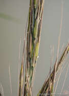 Image of Northern Wild Rice