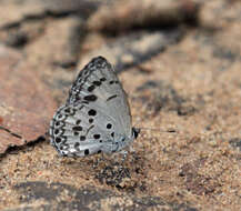 Image of Acytolepis puspa gisca (Fruhstorfer 1910)