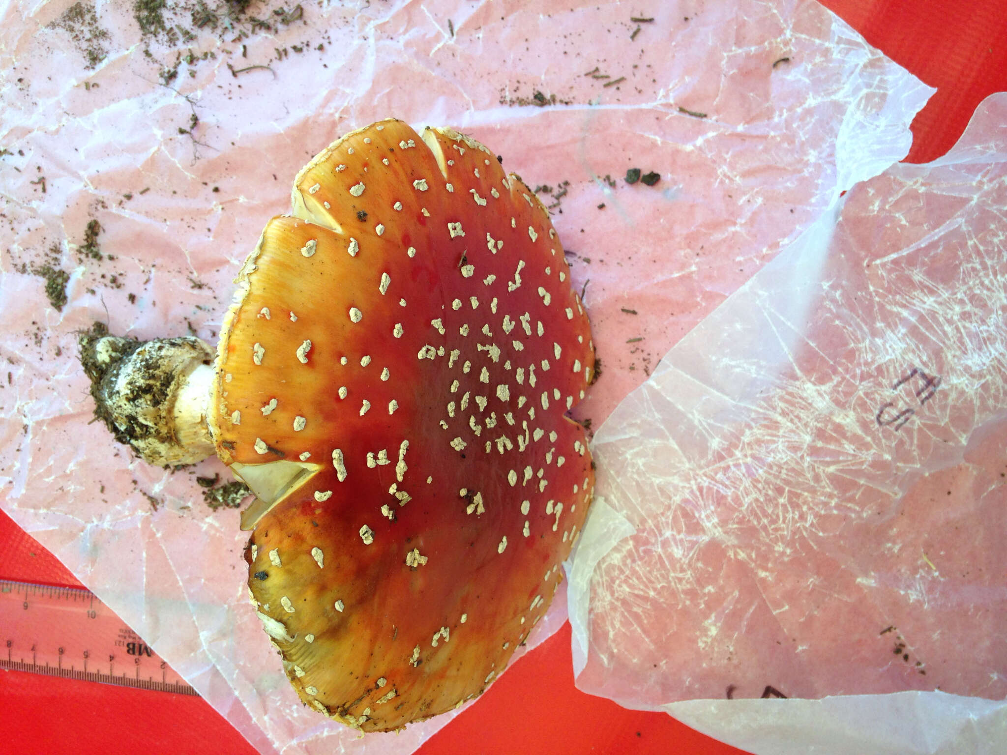 Image of Fly agaric