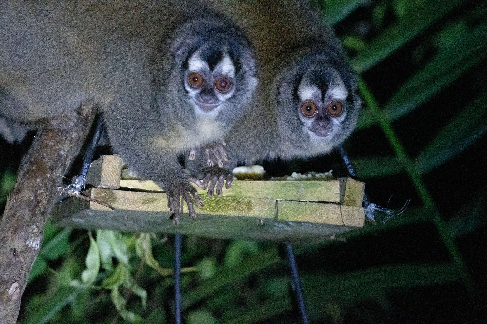 Image of Gray-handed Night Monkey
