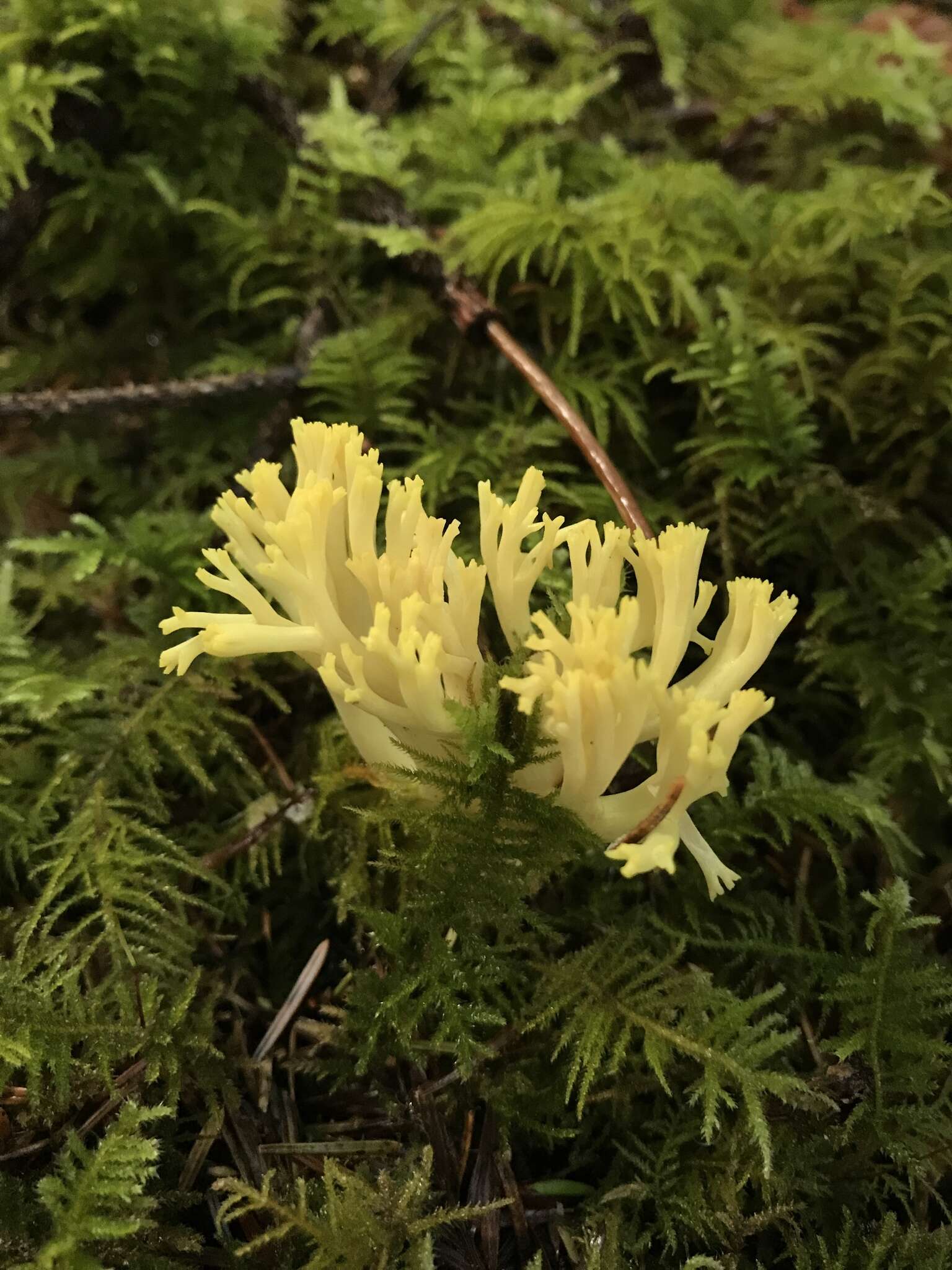 Image of Ramaria cystidiophora (Kauffman) Corner 1950