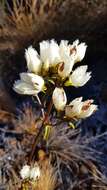 Image of Gentianella stellata Glenny