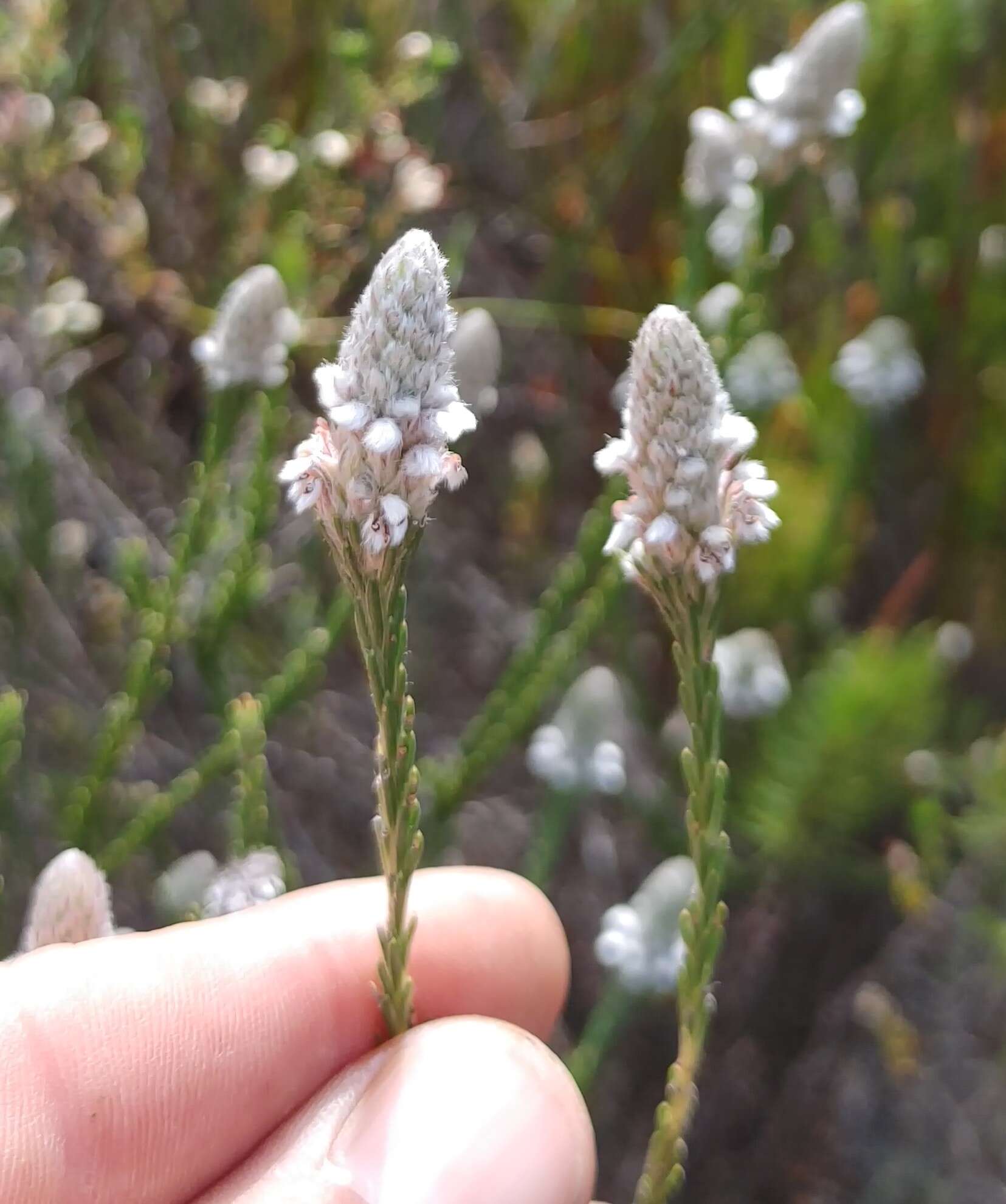 Image of Spatalla ericoides Phillips