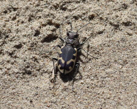 Image of Big Sand Tiger Beetle