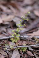 Image de Drosera stolonifera Endl.