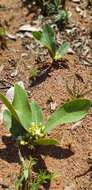 Image of Dichapetalum cymosum (Hook.) Engl.