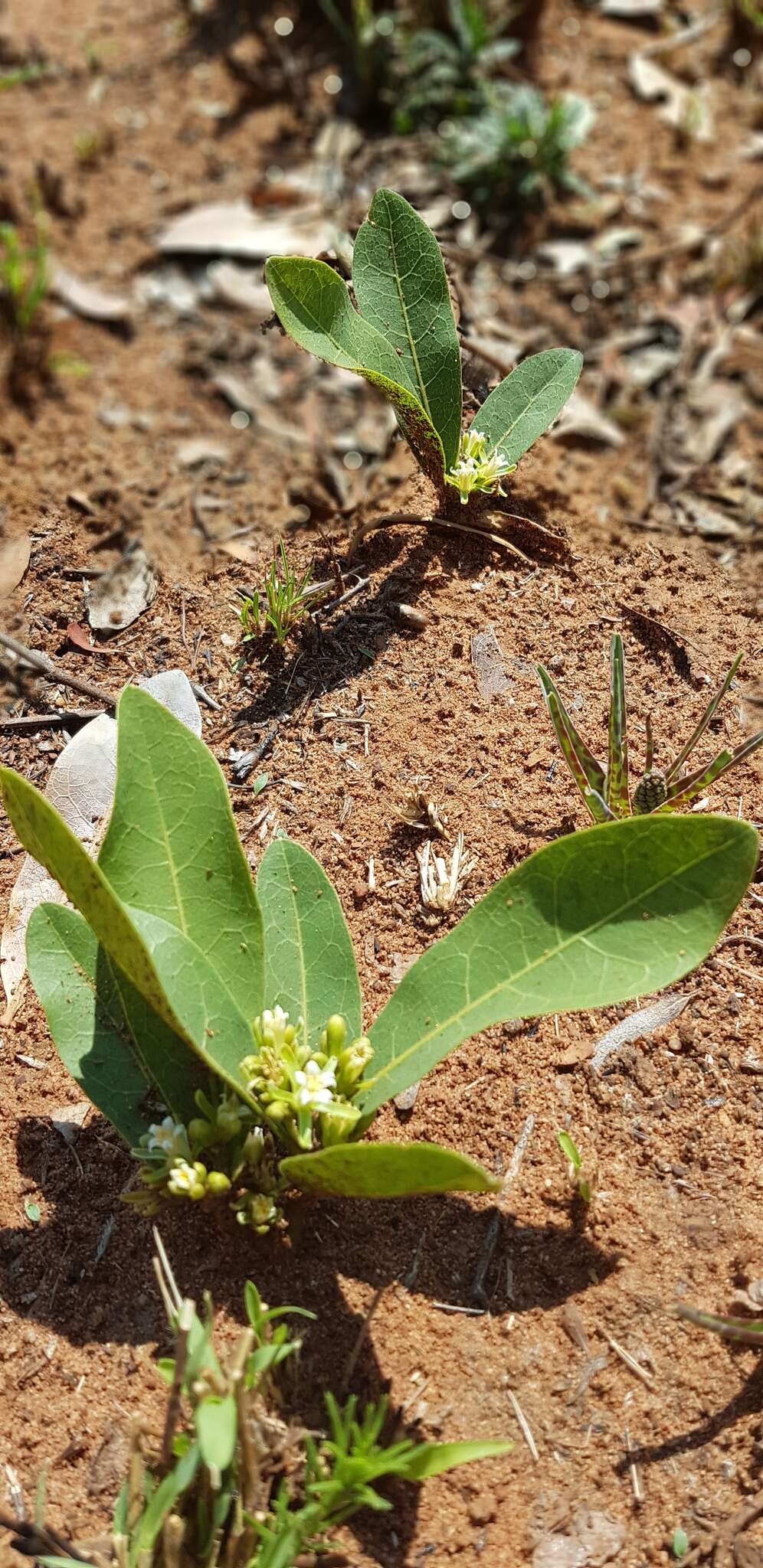 Image of Dichapetalum cymosum (Hook.) Engl.