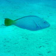 Image of Long-nosed Parrotfish