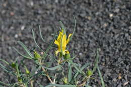 Image of manystem blazingstar