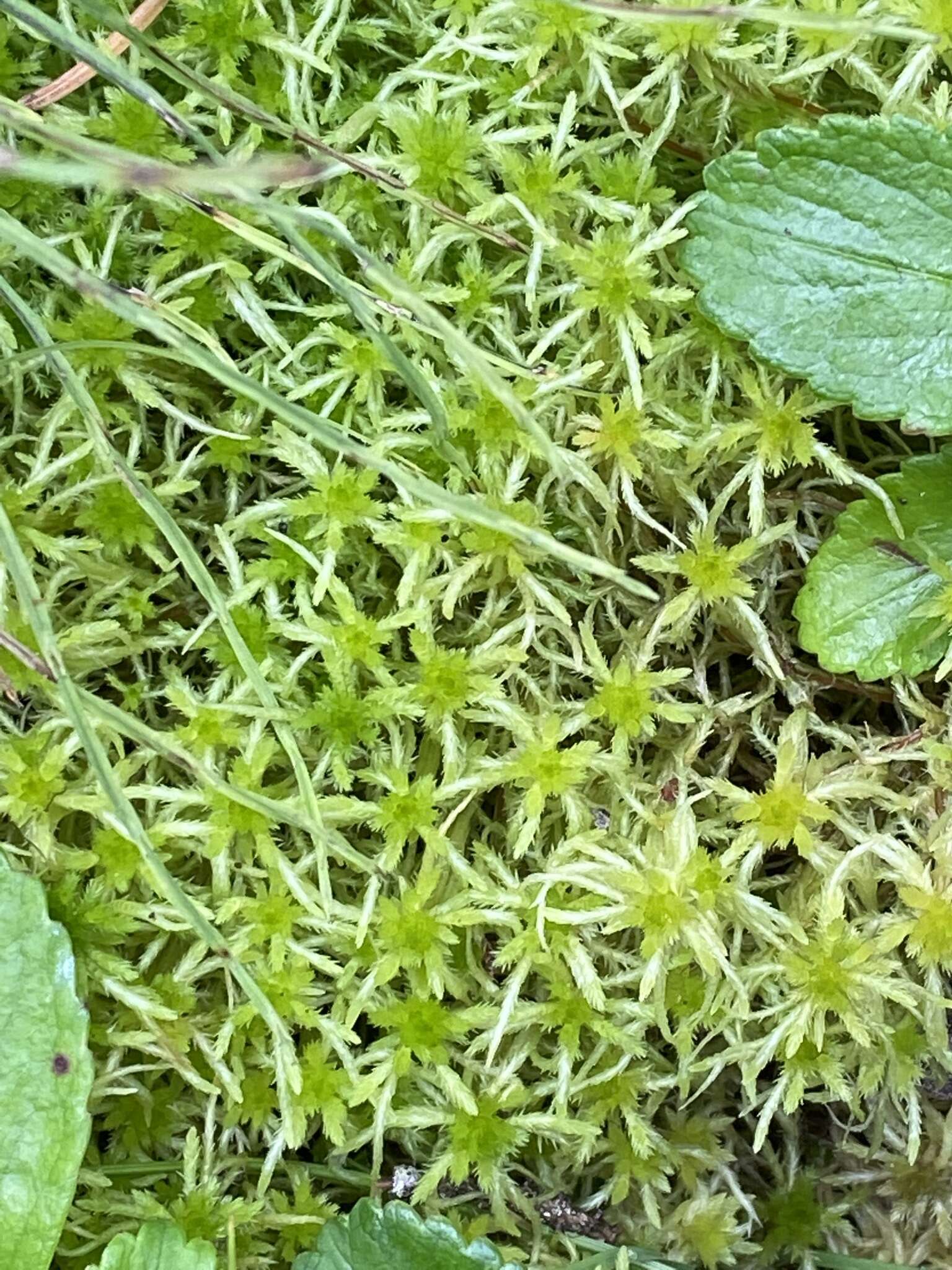 Sphagnum teres Ångström ex C. J. Hartman 1861的圖片