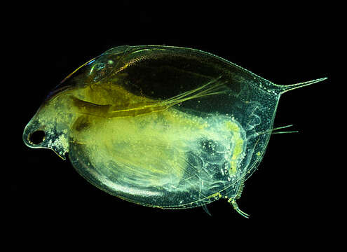 Imagem de Daphnia (Daphnia) middendorffiana Fischer 1851