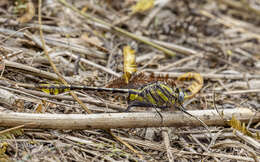 Image of Tamaulipan Clubtail