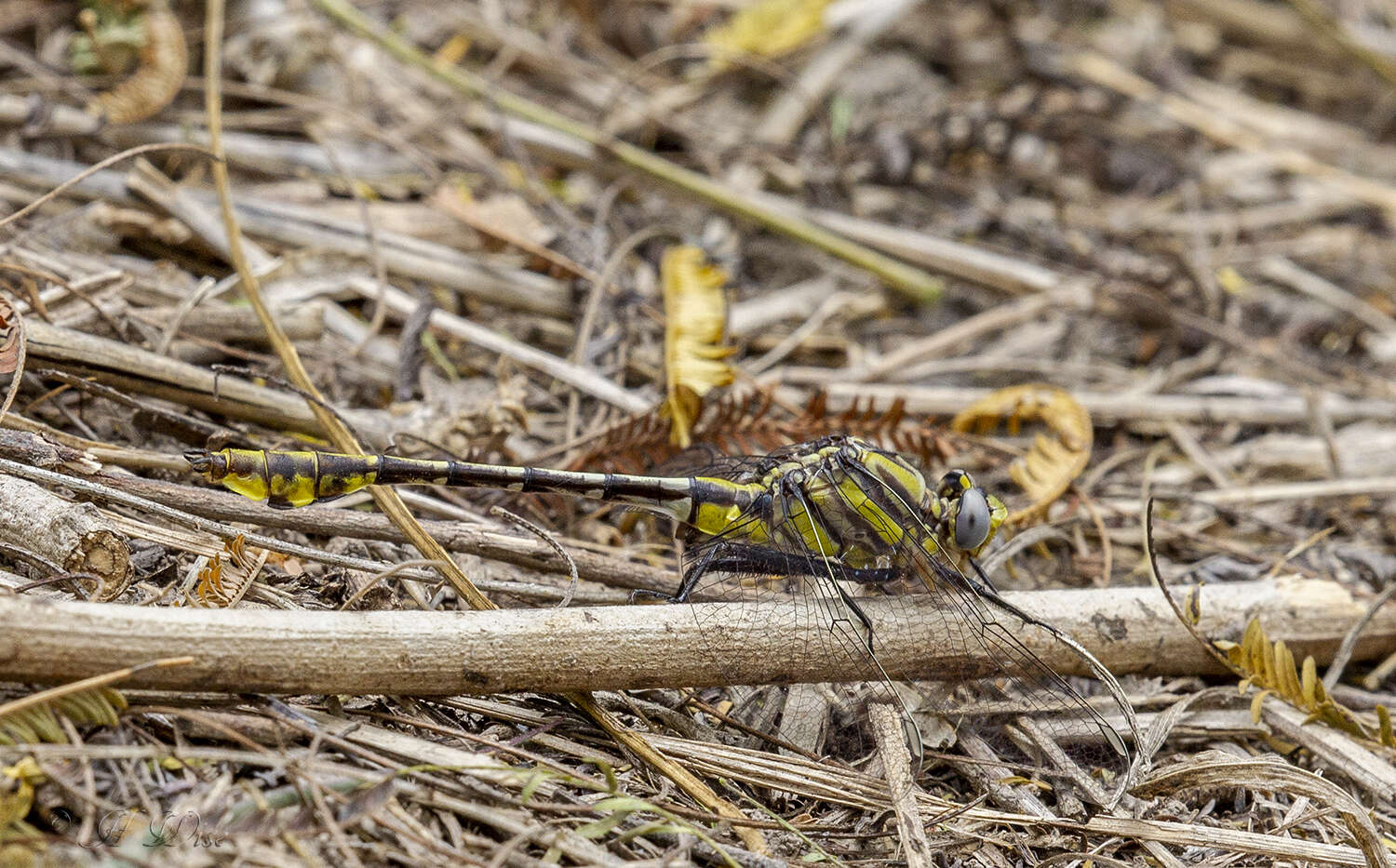 Image of Tamaulipan Clubtail