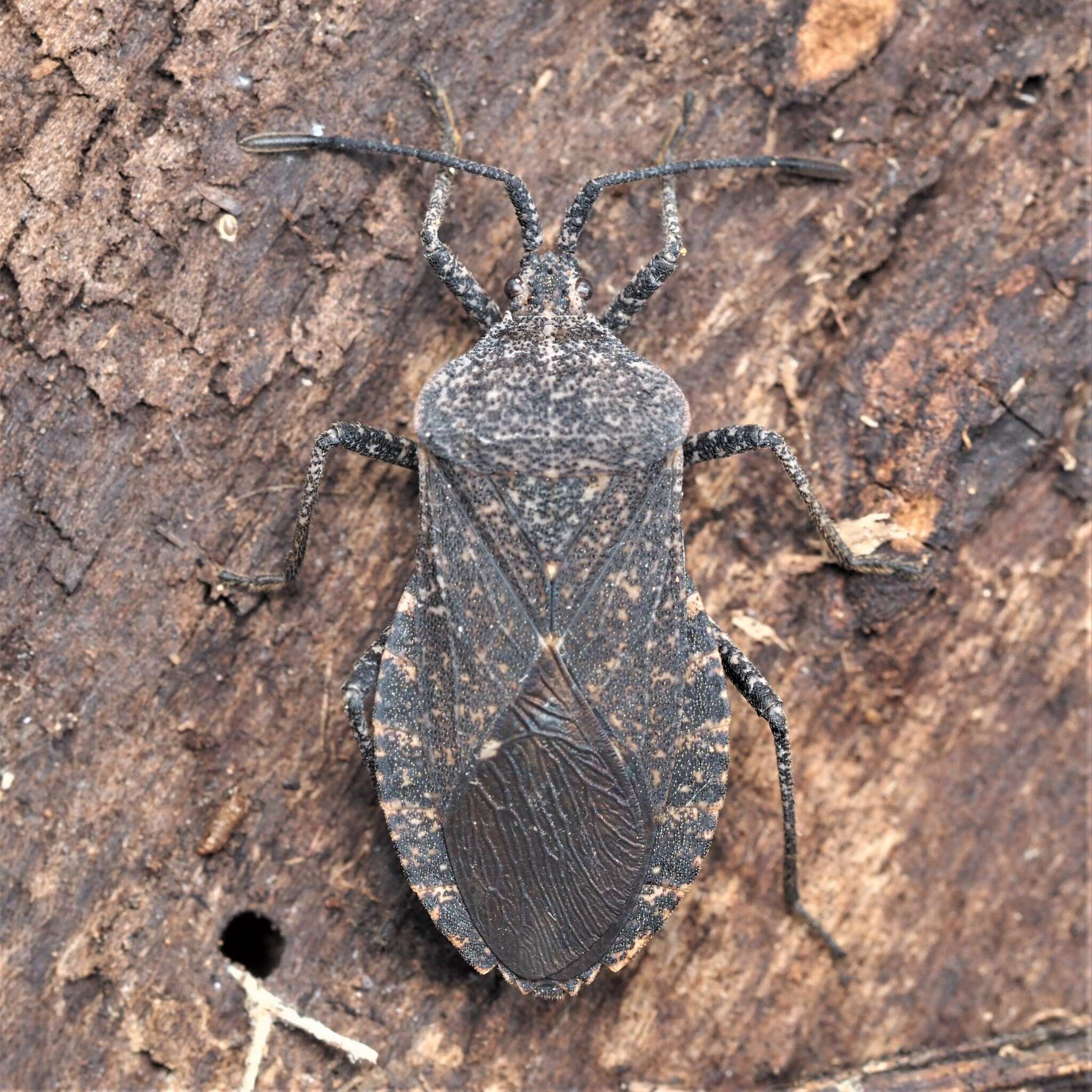 Image of Cimolus obscurus Stål 1870