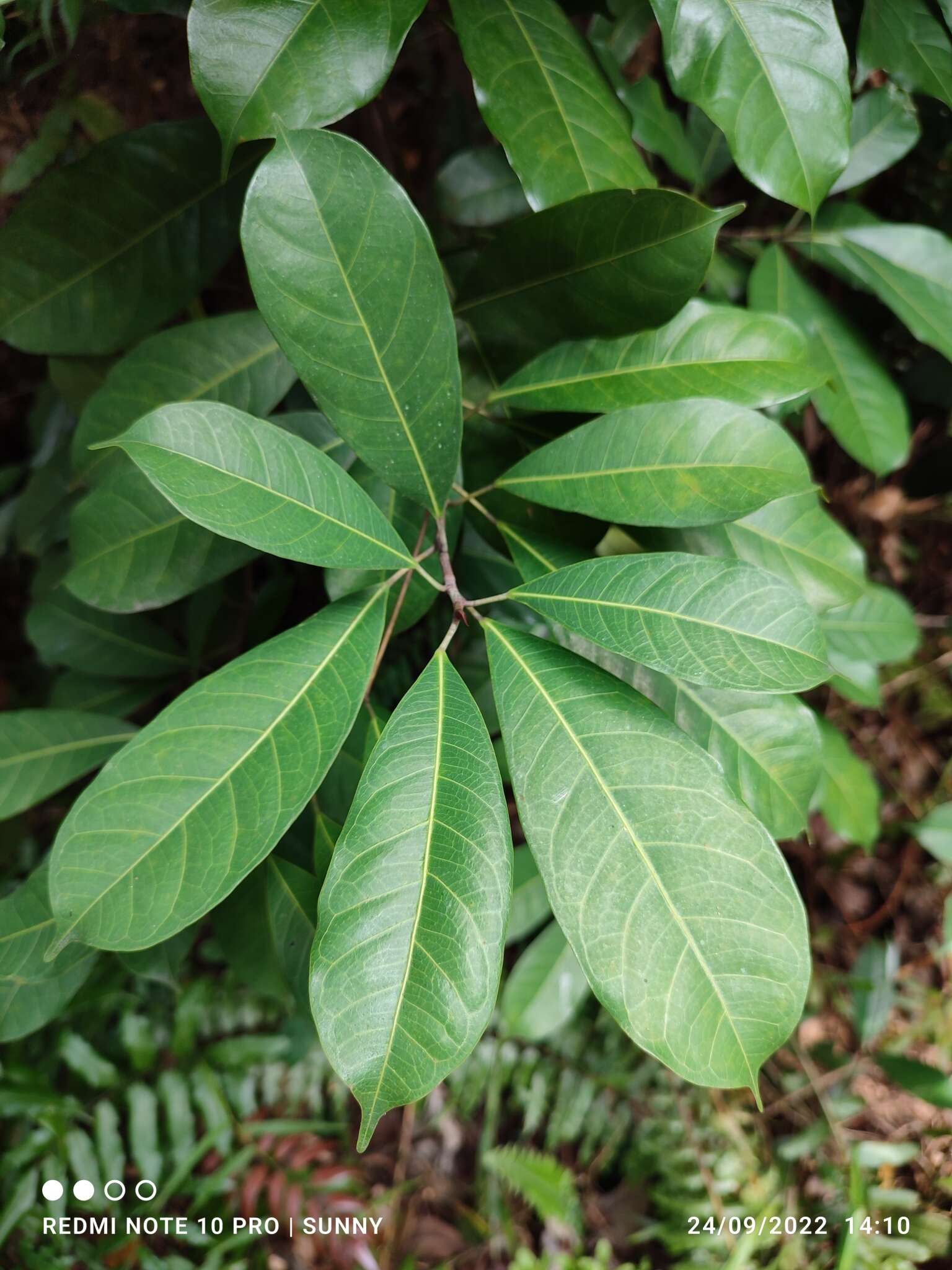 صورة Ficus vasculosa Wall. ex Miq.