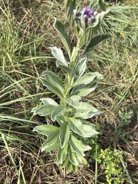 Image of Silver vernonia