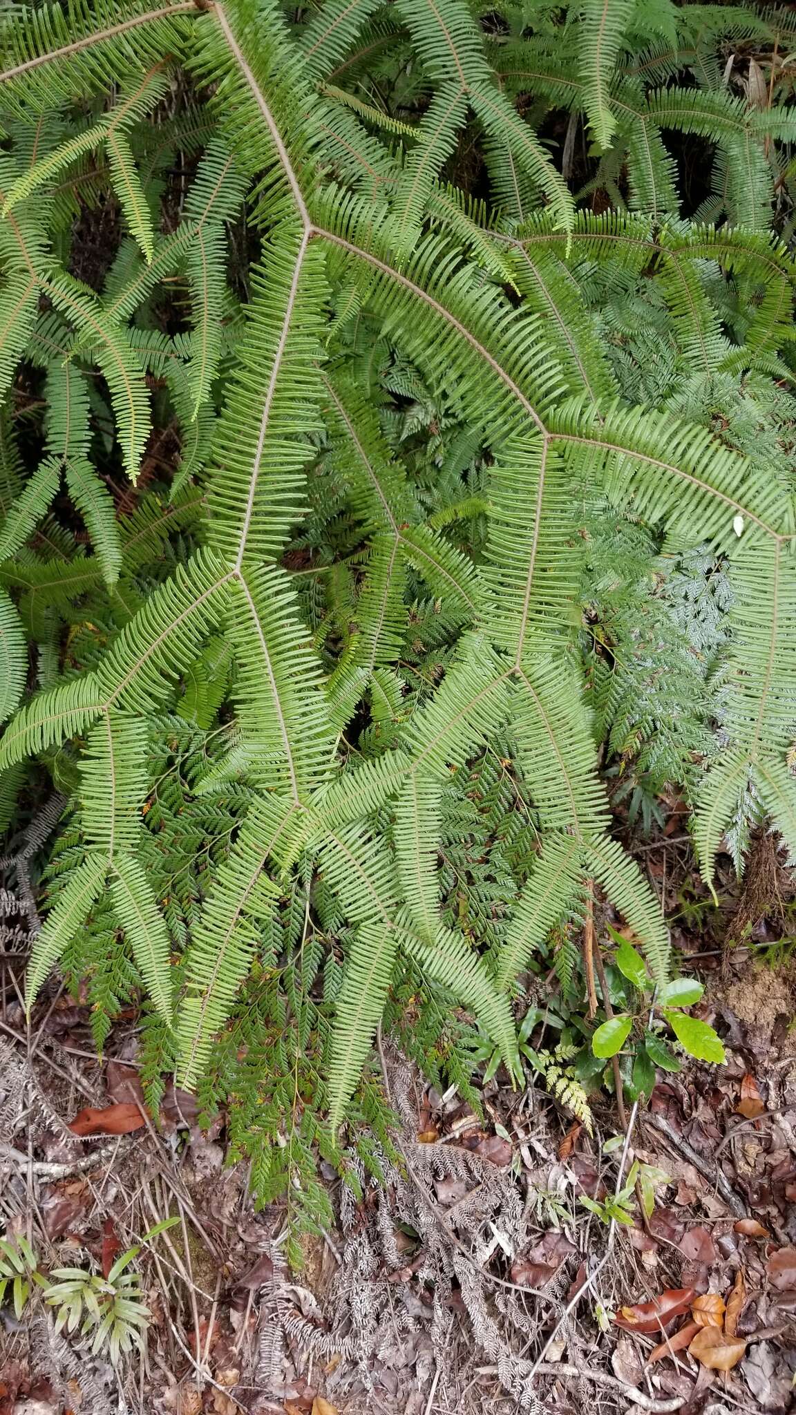 Image of Sticherus brackenridgei (Fourn.) St. John