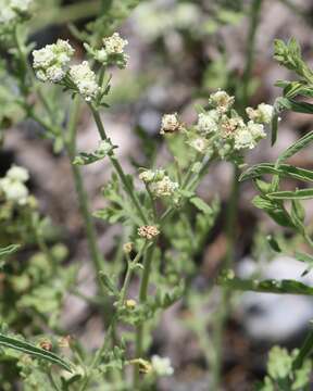 Sivun Parthenium bipinnatifidum (Ortega) Rollins kuva