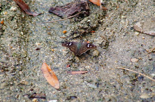 Image of Hammock Skipper