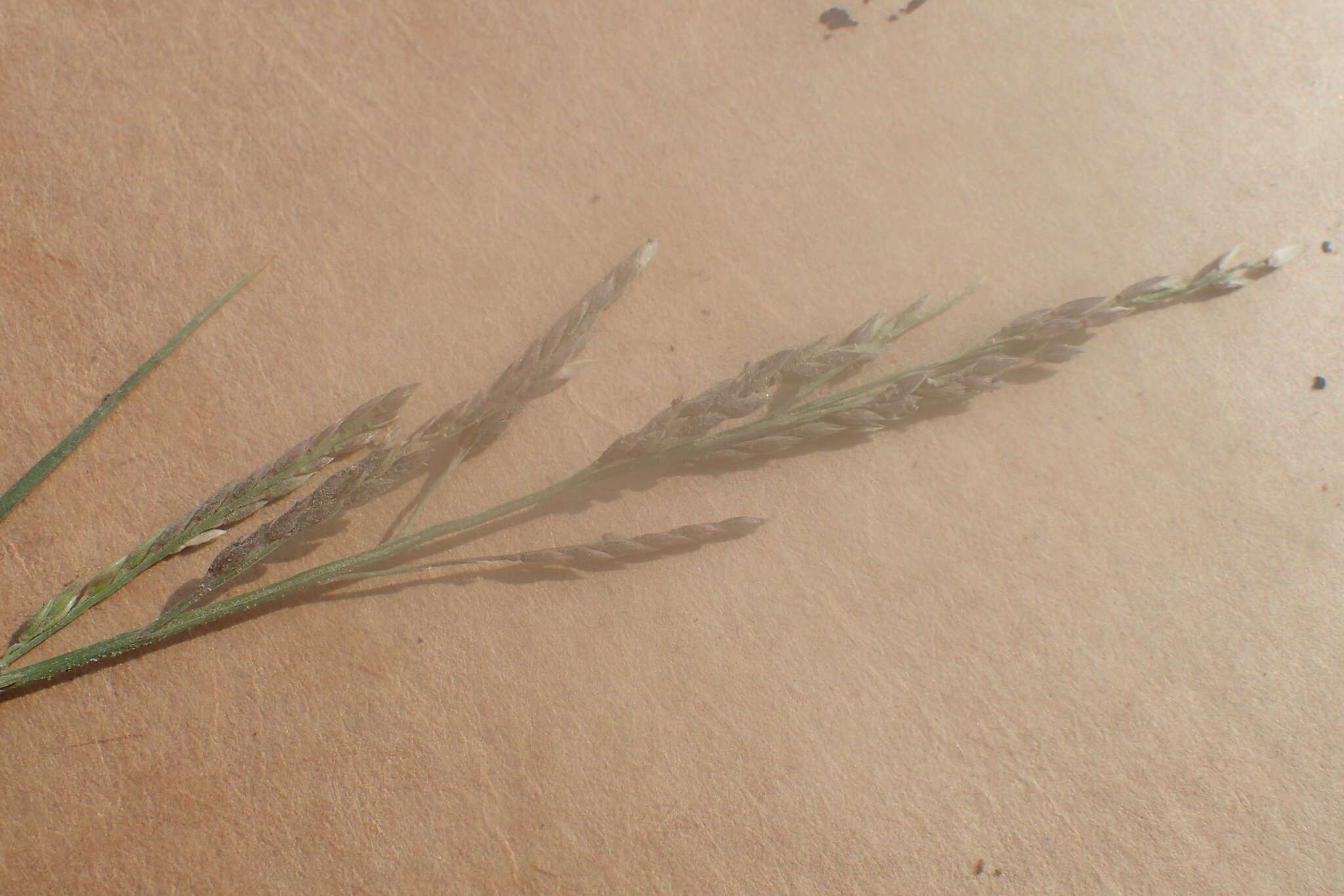 Sivun Eriochloa procera (Retz.) C. E. Hubb. kuva