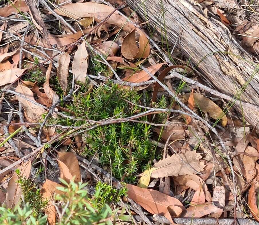 Image of Leucopogon appressus R. Br.