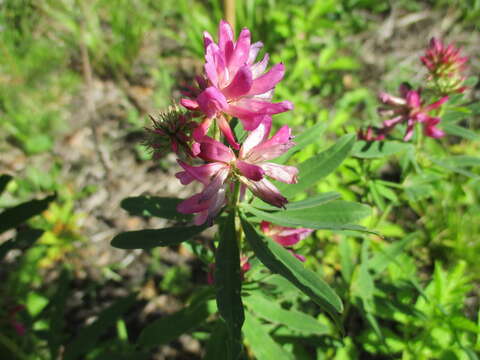 Image of lupine clover