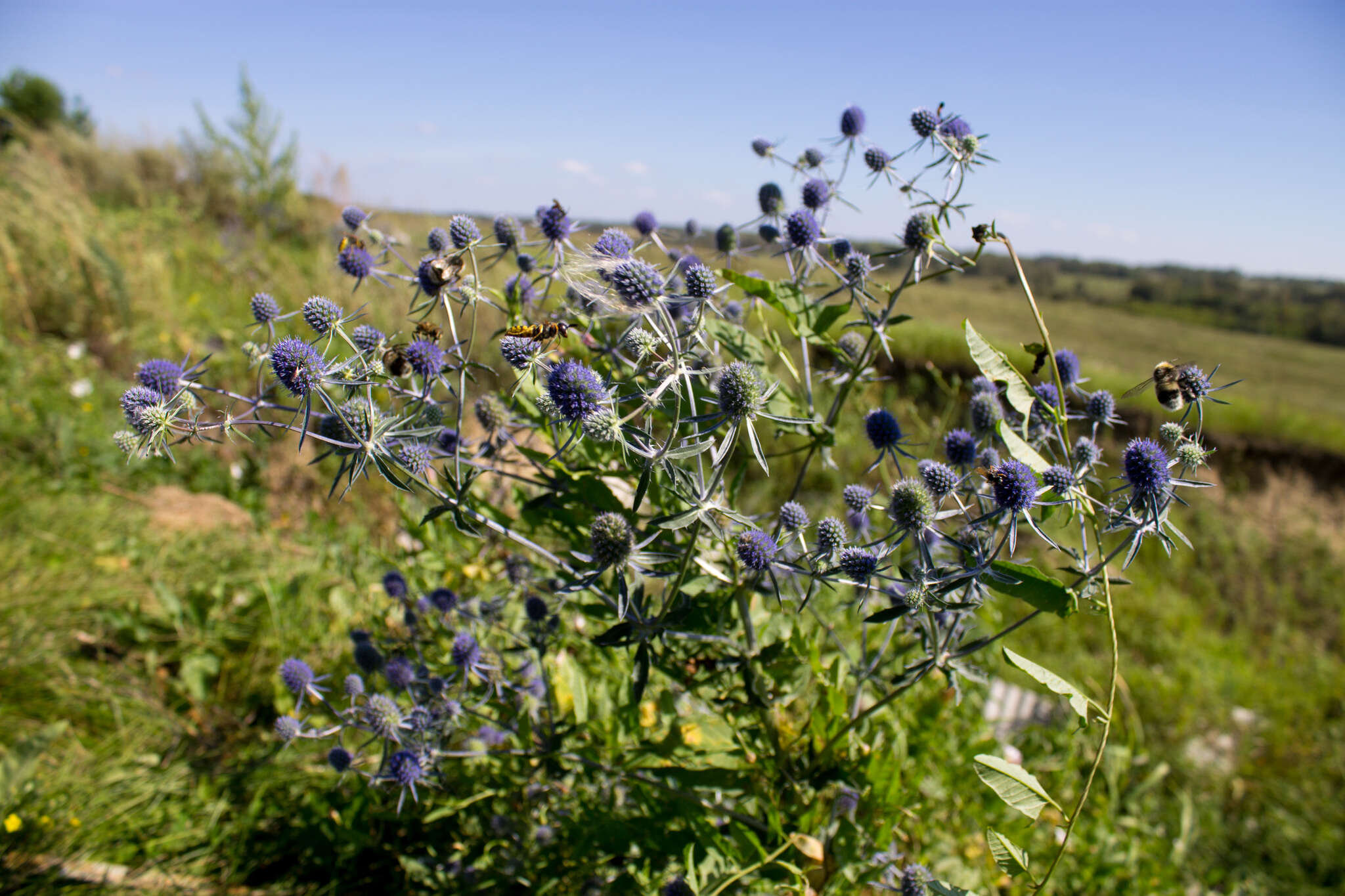 Imagem de Eryngium planum L.